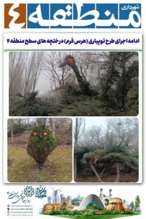 ادامه اجرای طرح توپیاری (هرس فرم) درختچه های سطح منطقه ۴