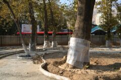 بهسازی میدان تجریش با رویکرد حفظ هویت و صیانت از درختان کهنسال ادامه دارد