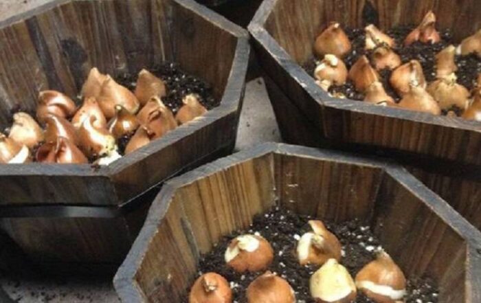 ۲۰ هزار پیاز لاله در منطقه ۲ کاشته شد