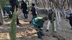 بیش از ۳ هزار اصله نهال در منطقه یک کاشته شد