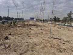 اجرای طرح جنگلکاری در حاشیه بزرگراه تهران–قم با کاشت ۱۵۰۰ اصله درخت