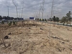 اجرای طرح جنگلکاری در حاشیه بزرگراه تهران–قم با کاشت ۱۵۰۰ اصله درخت